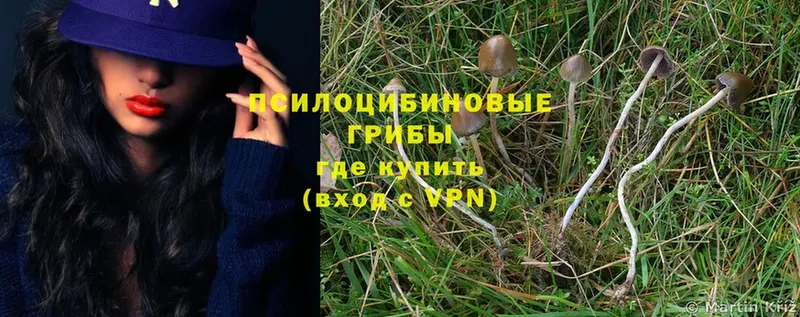 где купить наркоту  Зеленокумск  Псилоцибиновые грибы MAGIC MUSHROOMS 